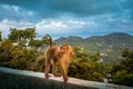 crazy monkey walking on the wall